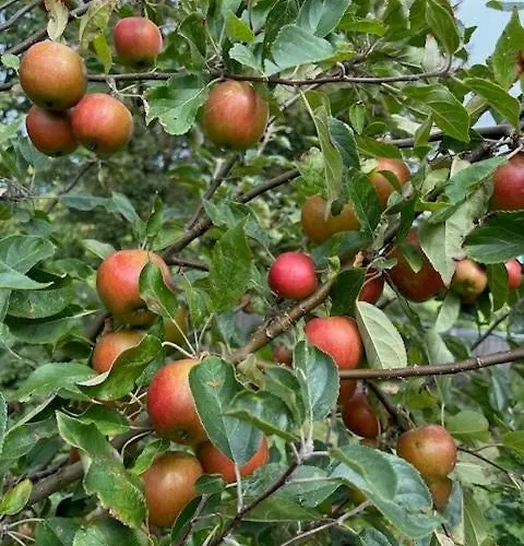 With Soul A Few Steps From The Water Martofte